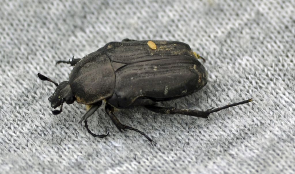 Oxythyrea funesta, Cetoniidae